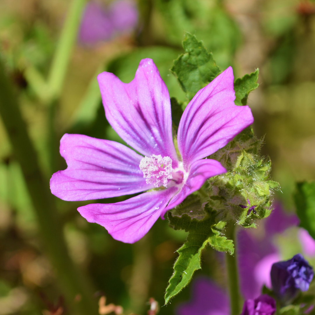 Malva zebrina